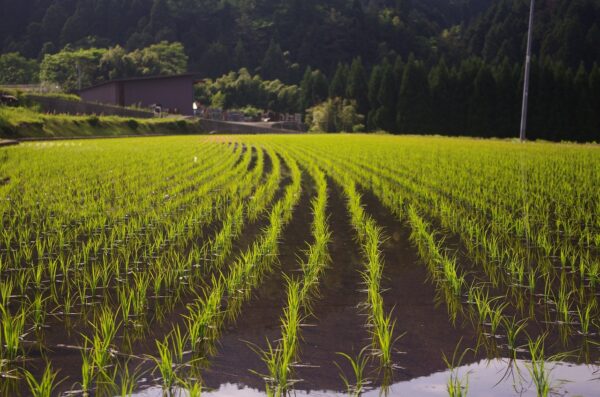 富山市の解体工事屋 フェンス・植栽を撤去し、砕石を敷く。