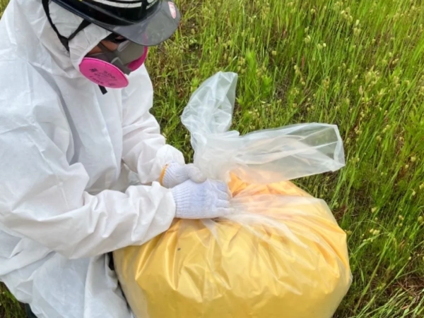 防護服を着た作業員が、アスベスト専用の黄色の袋を透明な袋で二重梱包している