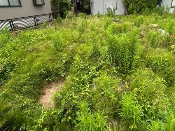 沢山の長い草が生えている敷地