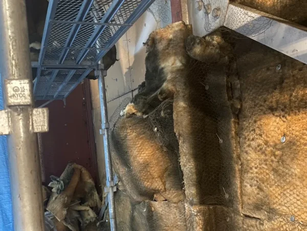 富山の内装解体現場。グラスウール断熱材を剥がしている最中の写真