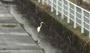 右を向いて用水路に立つサギ。