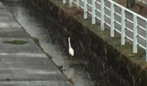 みぞれの中、用水路を歩くサギ。