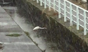 用水路の水面に顔を近づけるサギ。