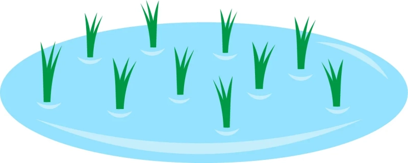 田植えをした水田