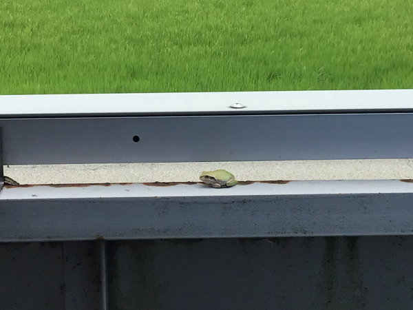 田んぼを背景に、看板の上で佇むアマガエル。