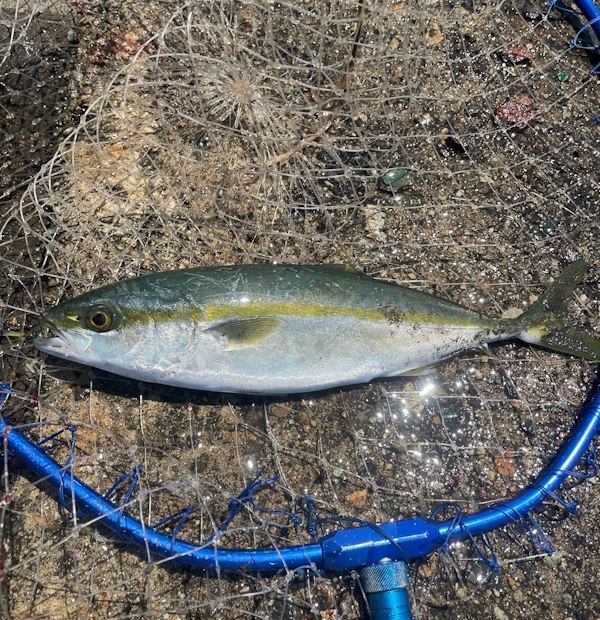 釣り上げて網に入ったコゾクラ