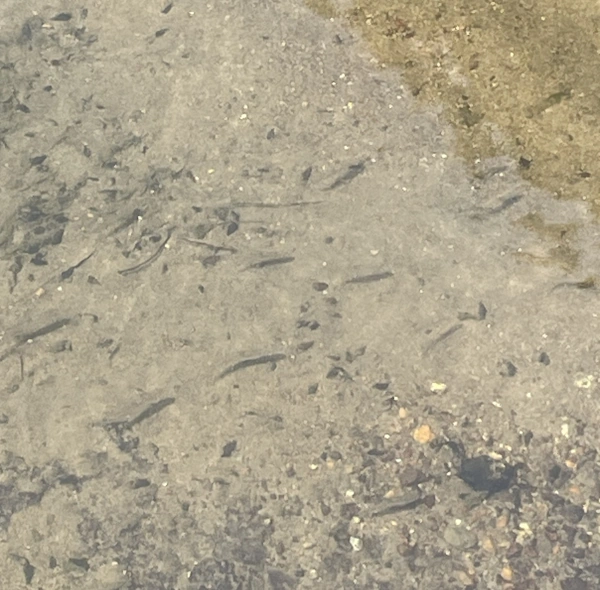 用水の魚