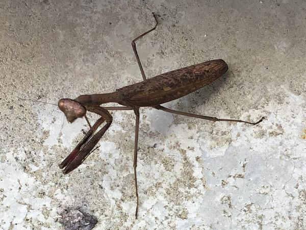 土間の上にいるコカマキリ。