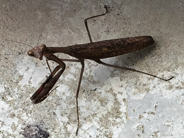 土間の上でカメラ目線になるコカマキリ。