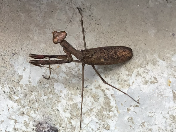 土間の上でそっぽを向くコカマキリ。